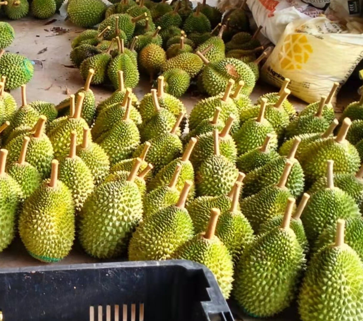 durian_img_3_1