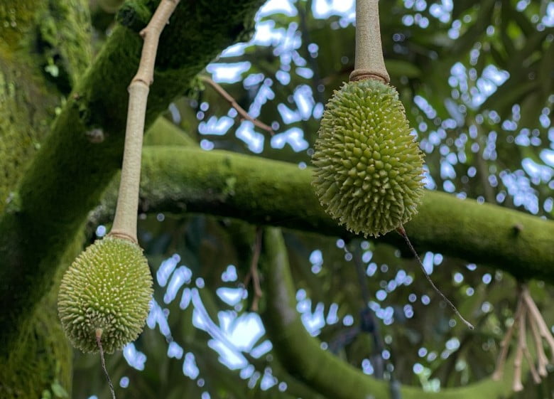 durian_img_3_2
