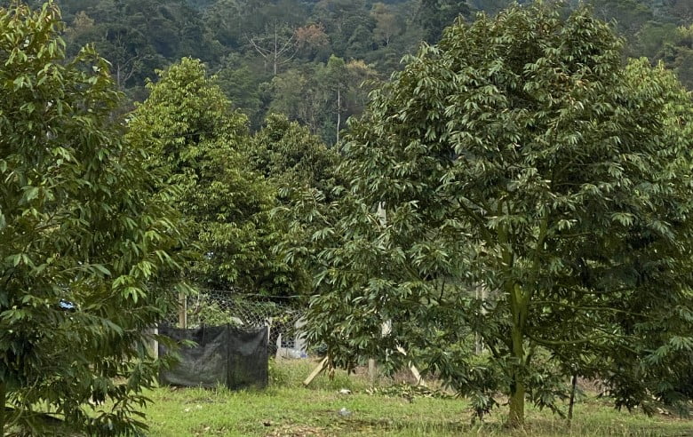durian_img_3_3