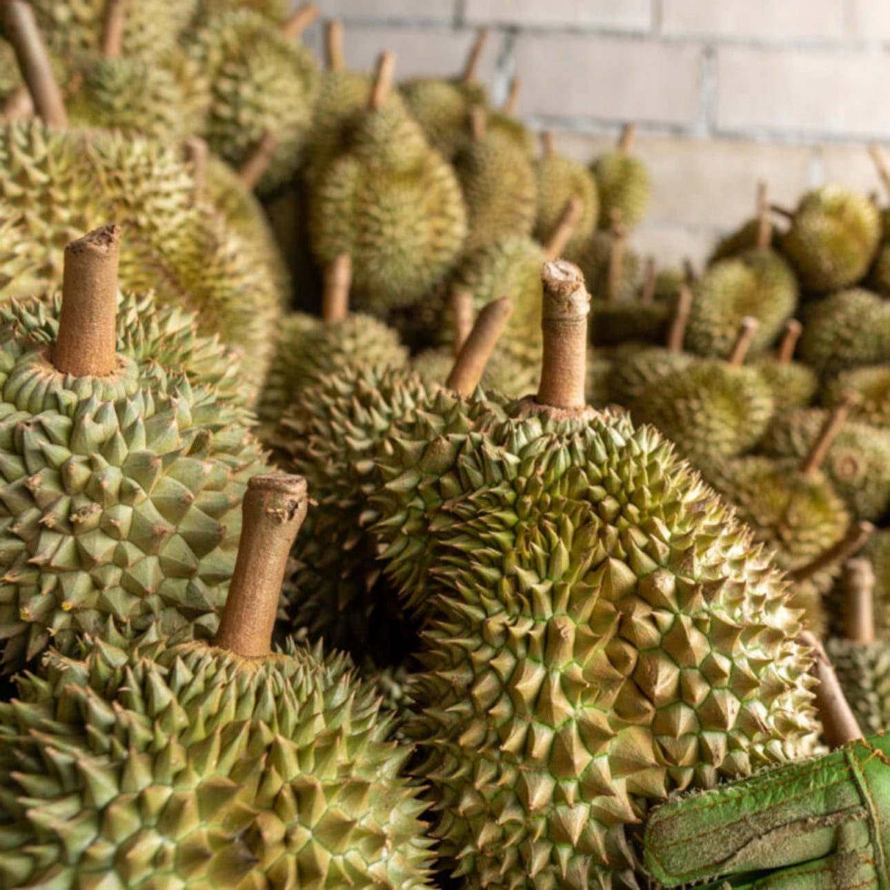img-durian-tb
