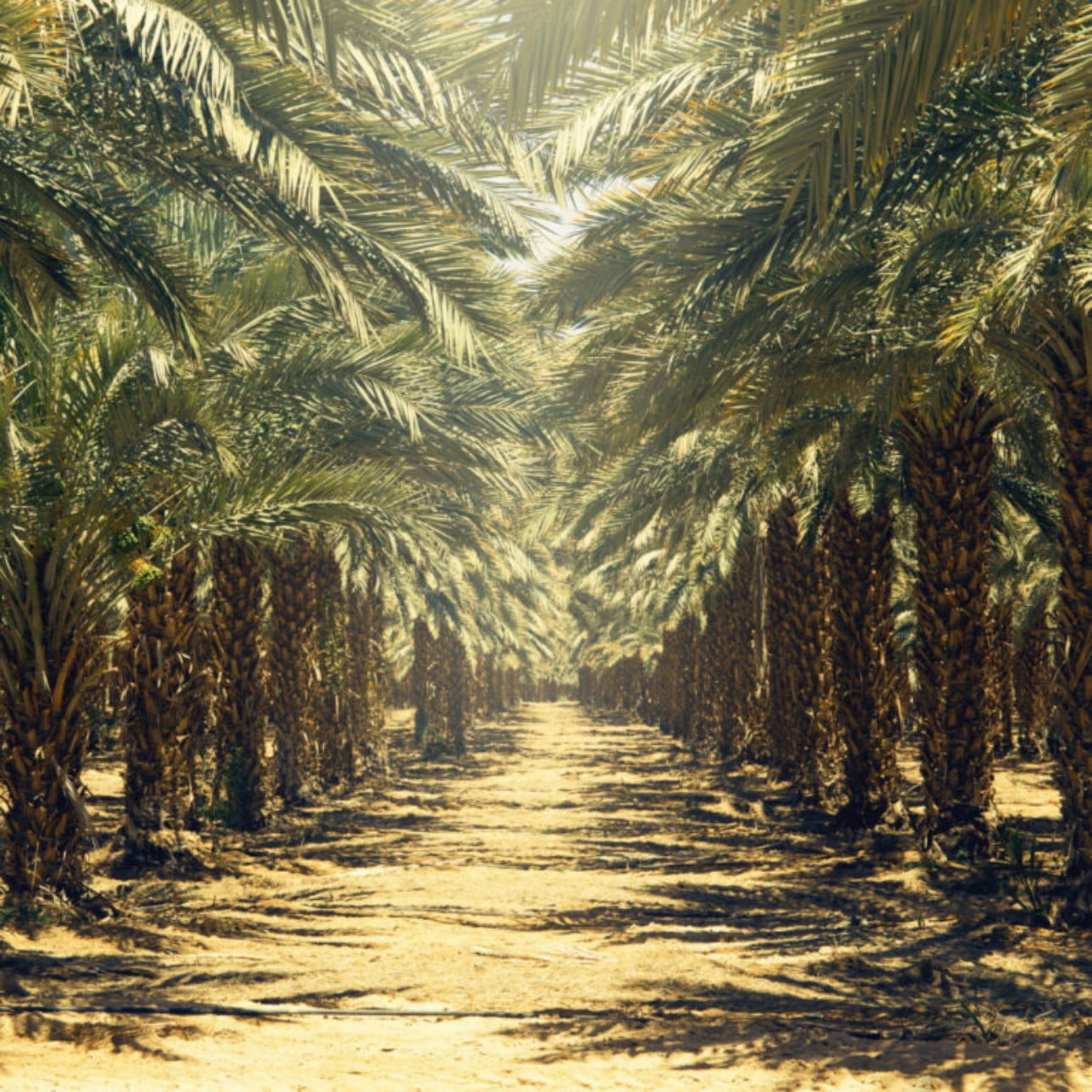 img-palmoil-tb