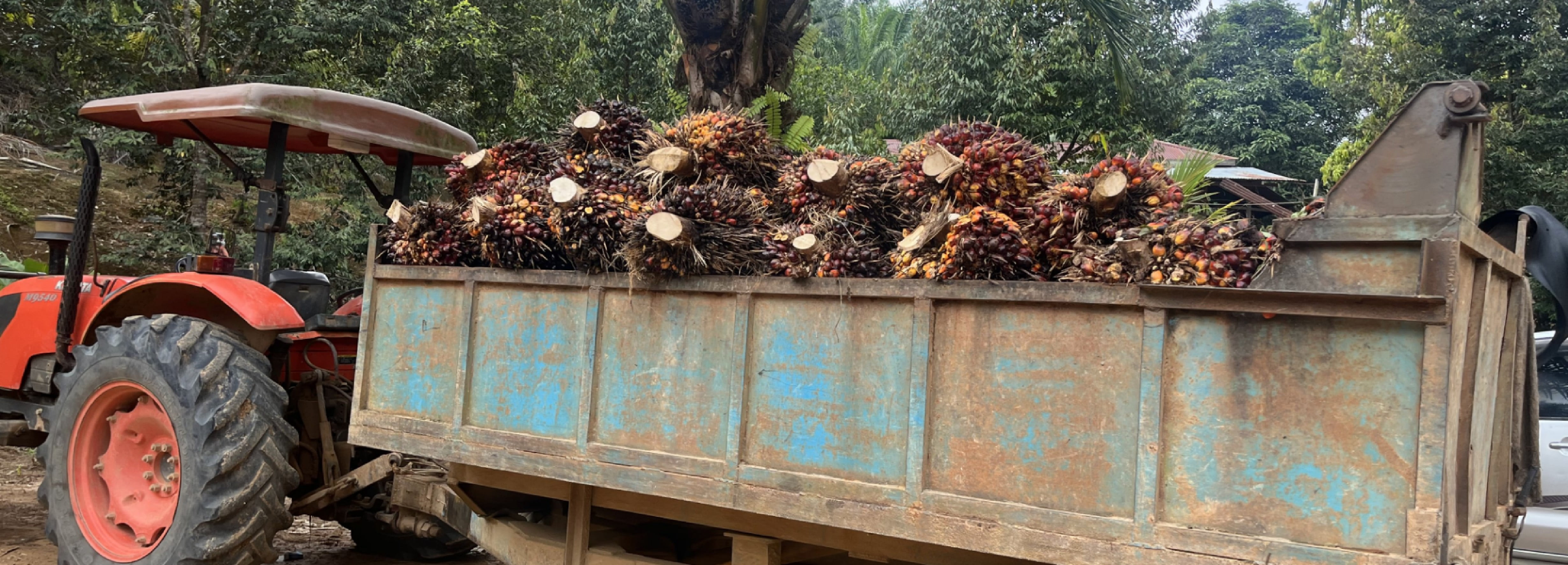 img_palm_oil