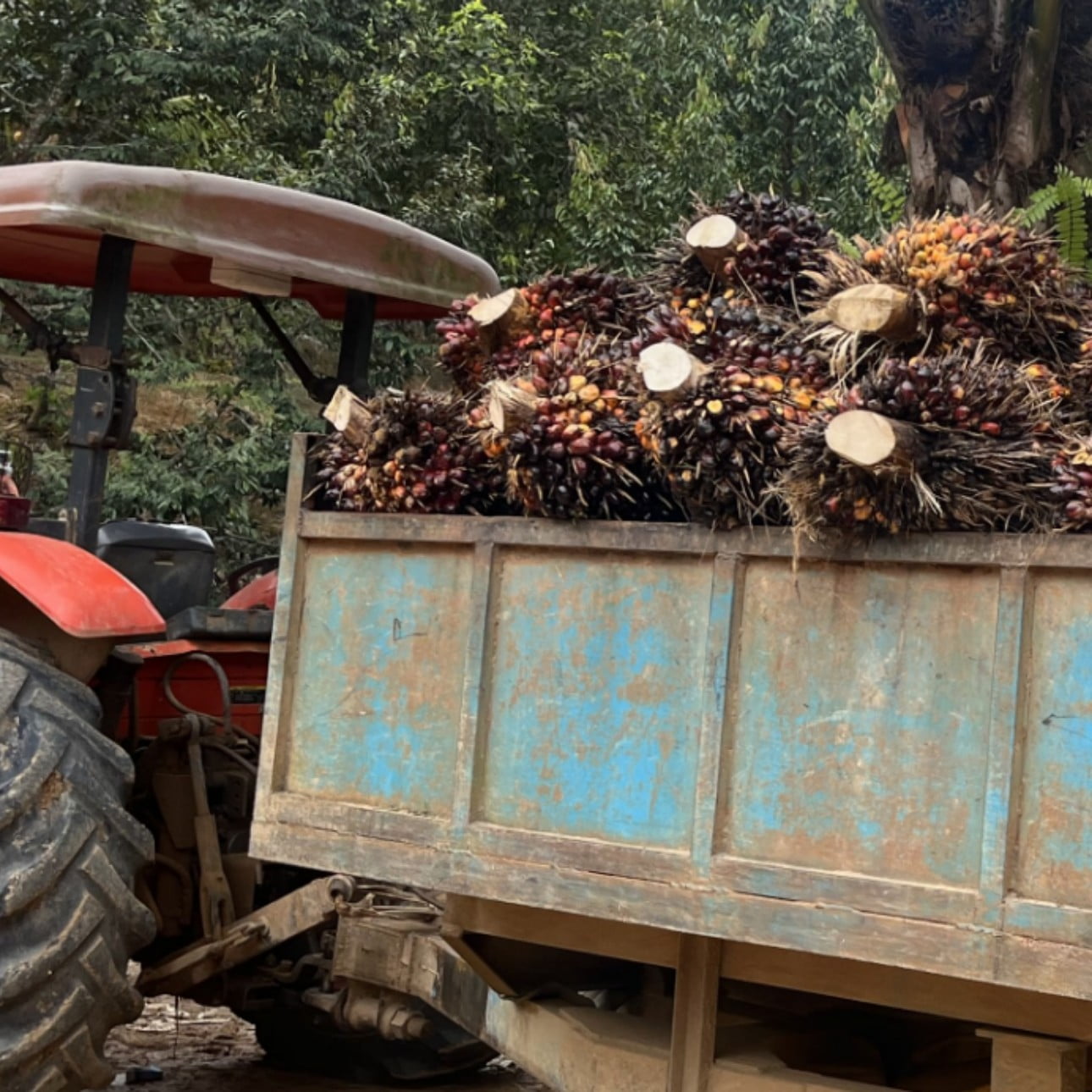 img_palm_oil_mb