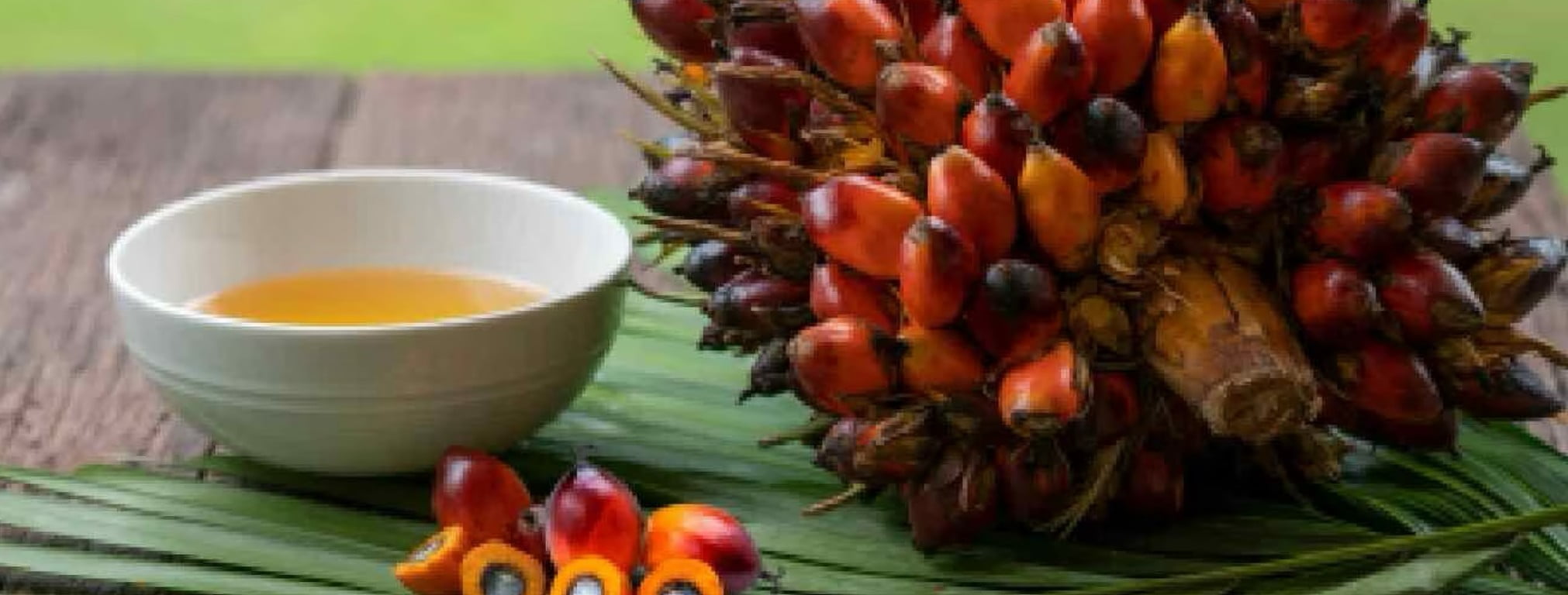 img_palmoil