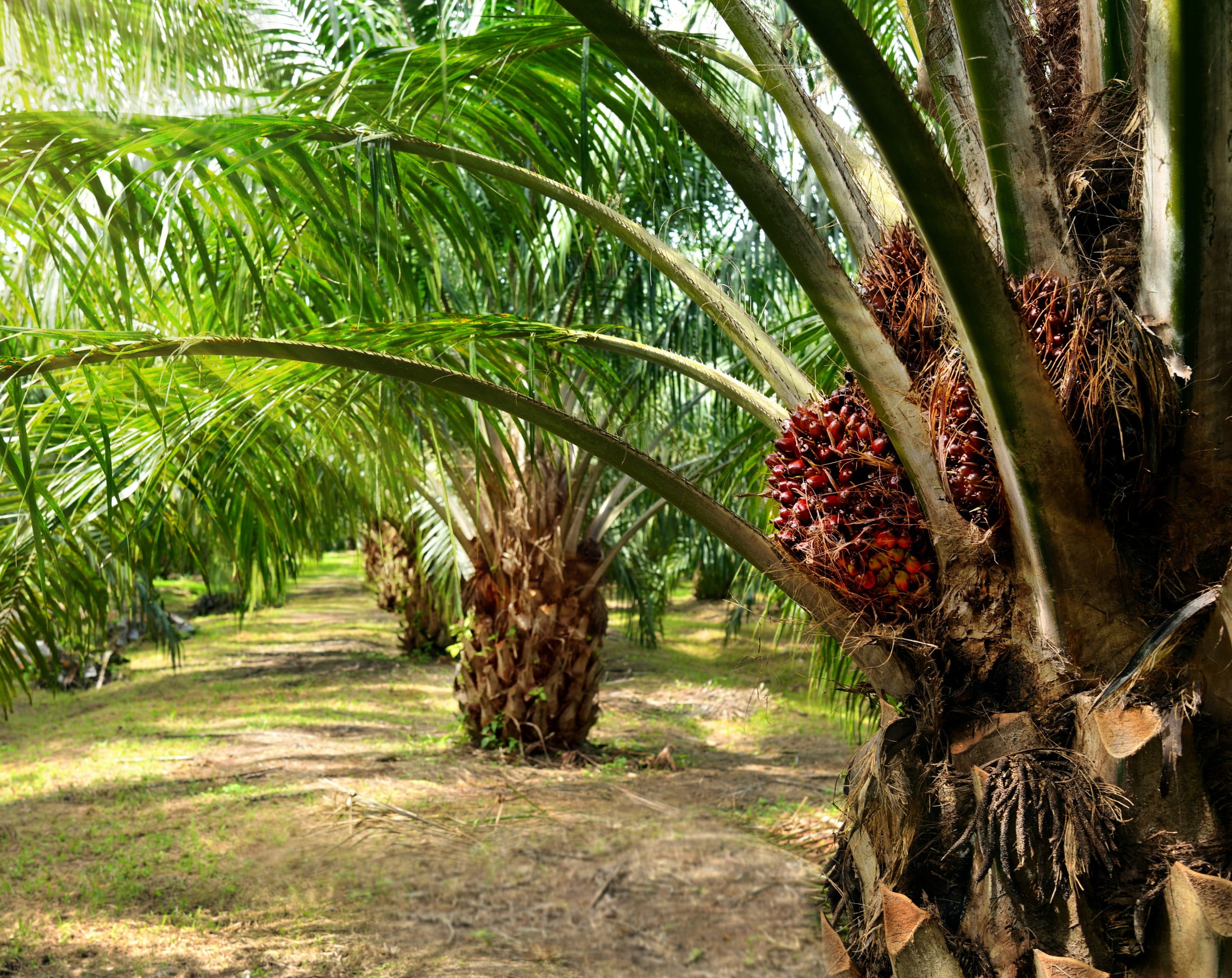 oilpalm_img_2
