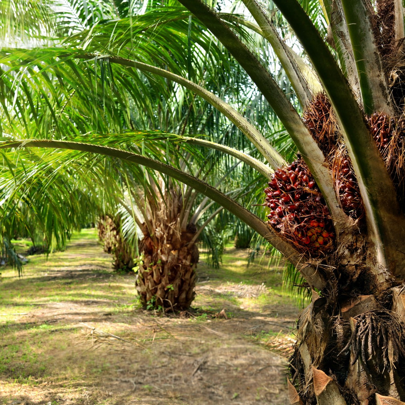 oilpalm_mb_img_2